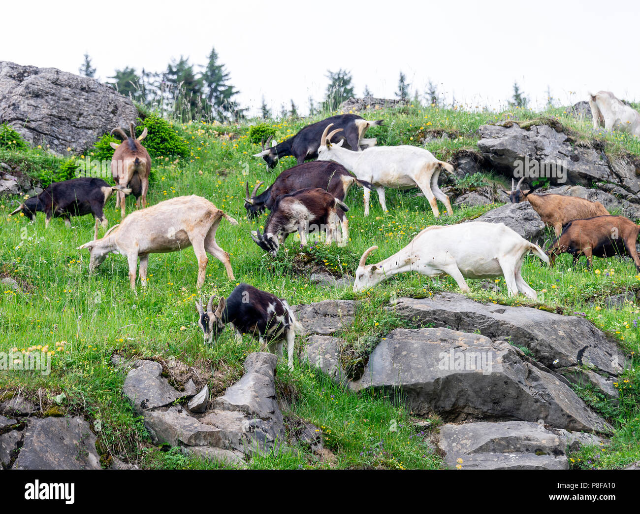 Wild Goats Roaming Free on a Hillside near Les Lindarets in the French Alps near Montriond Haute-Savoie Portes du Soleil France Stock Photo