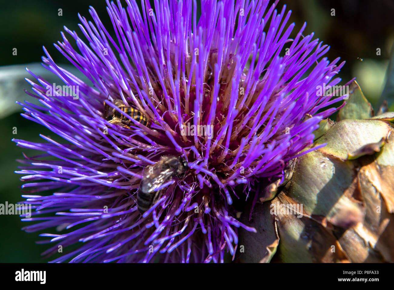 Purple Spine High Resolution Stock Photography and Images - Alamy