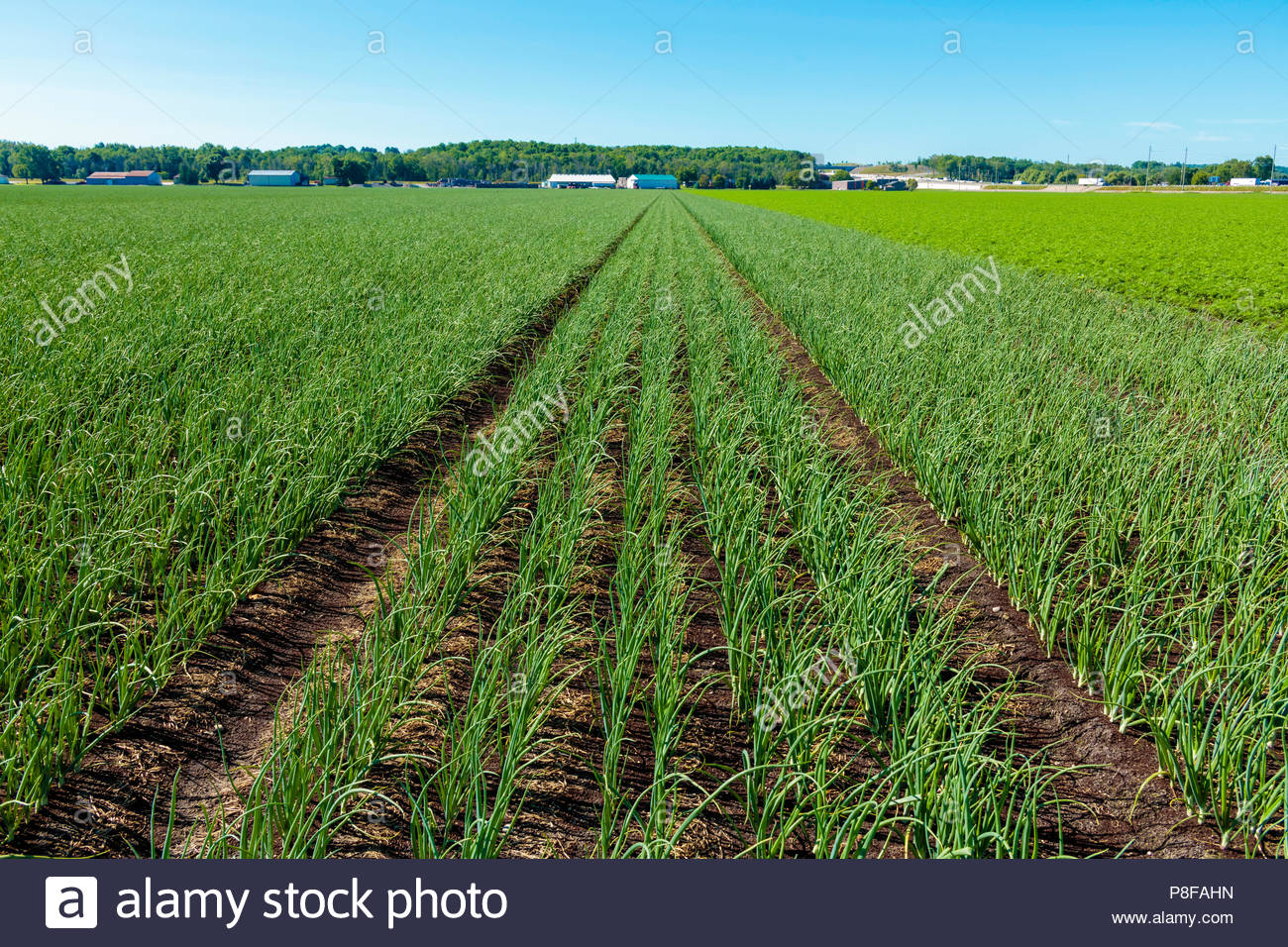 Onions Growing Stock Photos & Onions Growing Stock Images Alamy