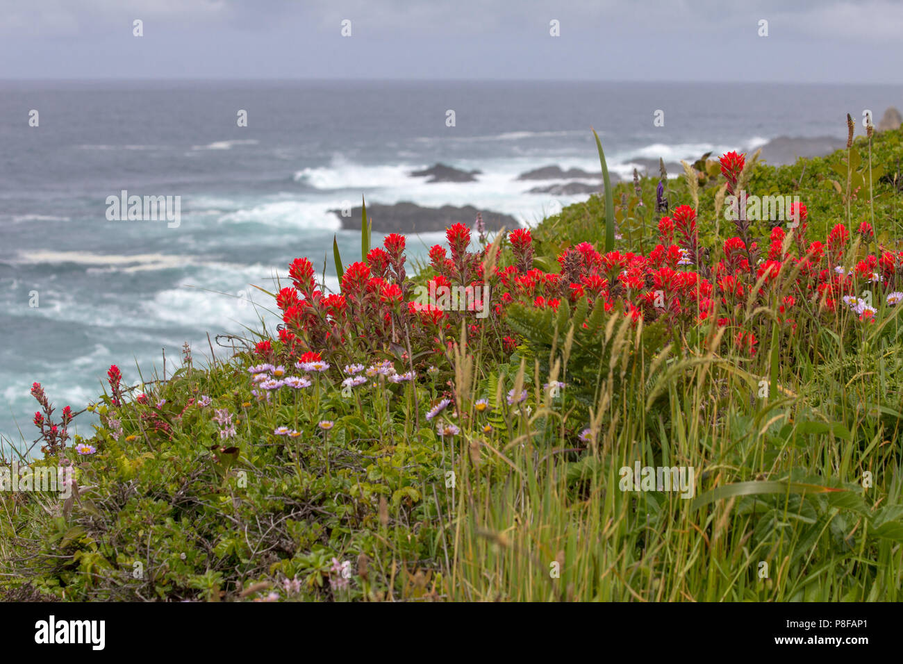 Bright red Castilleja (aka Indian Paintbrush or Prairie Fire) growing wild on a low cliff right beside the Pacific Ocean on the California coast near  Stock Photo