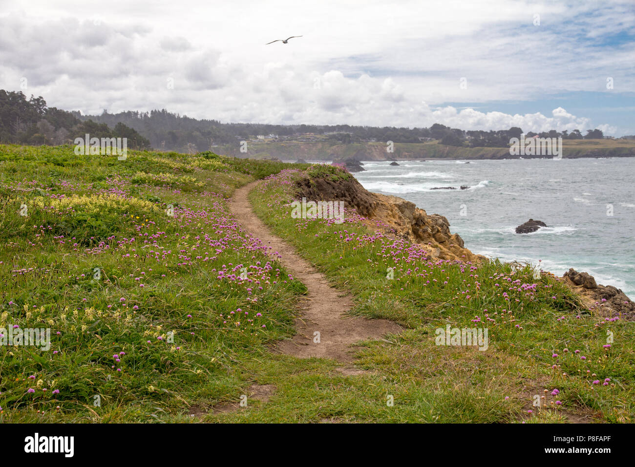 Footpath along low cliffs by Pacific Ocean near Mendocino, California through springtime wildflowers including pink clover. A seagull leads the way... Stock Photo