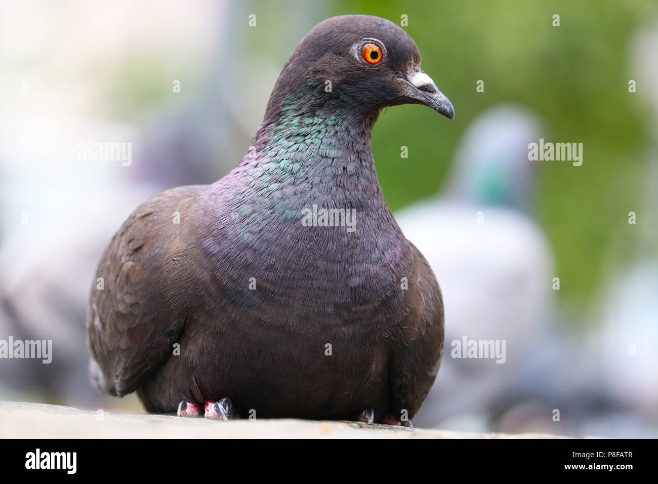 Brown rock pigeon (columba livia) in frontal view with a bright orange-red eye sitting on the ground Stock Photo