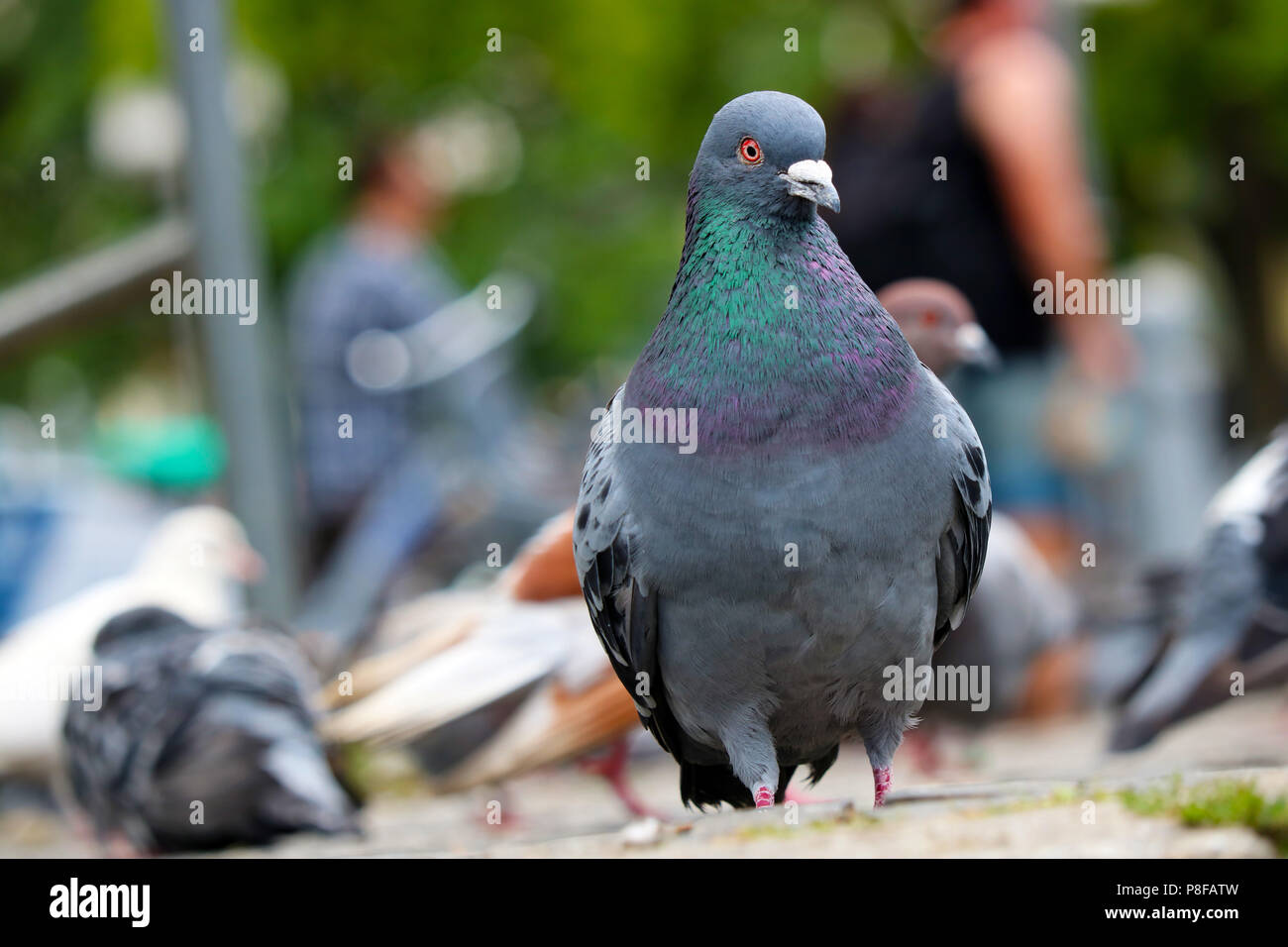 Rock pigeon (columba livia) in frontal view sitting on the ground in front of blurry pigeons and people Stock Photo