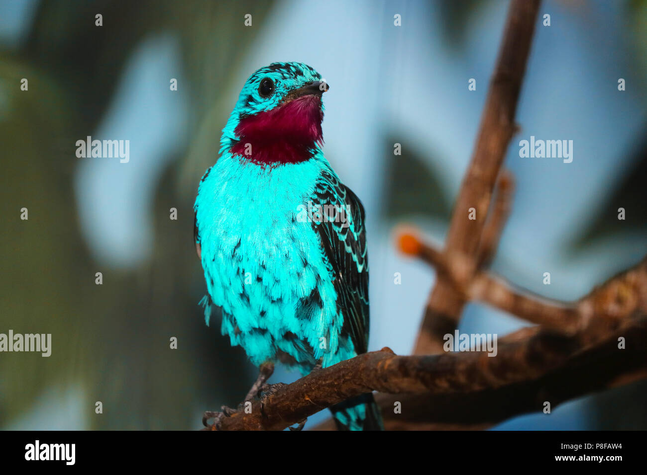Bright turqouise-blue spangled cotinga cayana male sitting on a branch Stock Photo