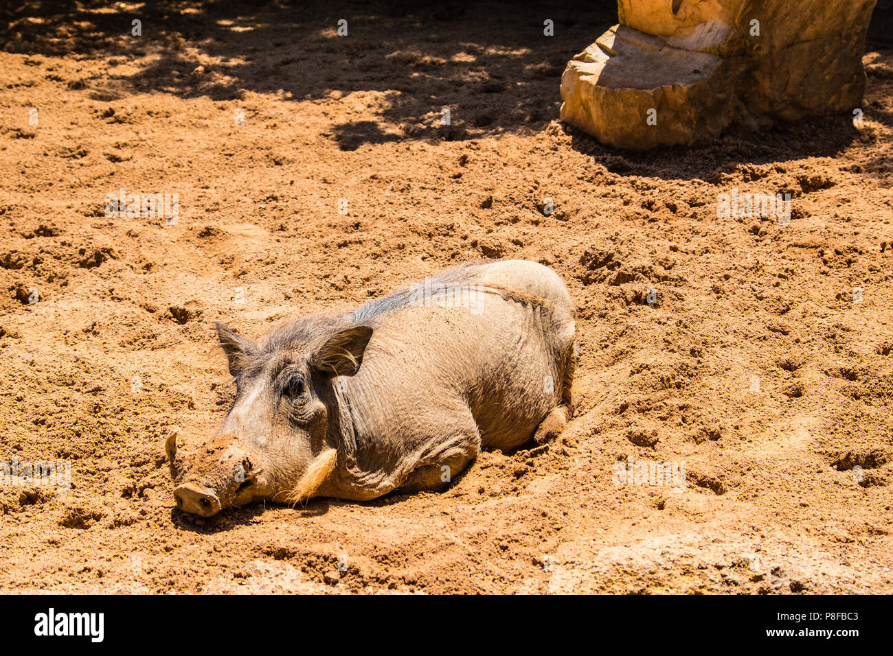 African swine with tusks chilling out Stock Photo