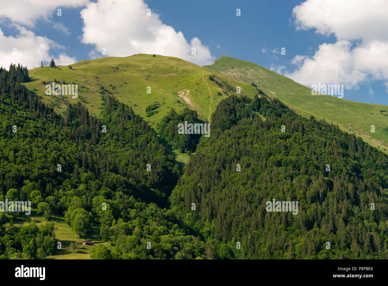 The Beautiful Pointe de Nantaux Mountain near Morzine with Pine Forest on its Slopeson a Summers Day Haute Savoie Portes du Soleil France Stock Photo