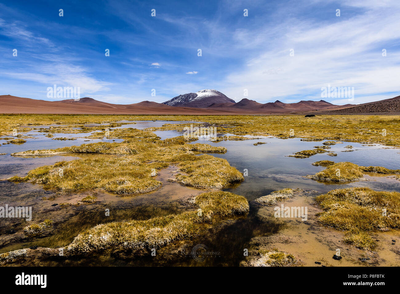 Wetlands in the desert, San Pedro de Atacama, Antofagasta, Chile Stock Photo