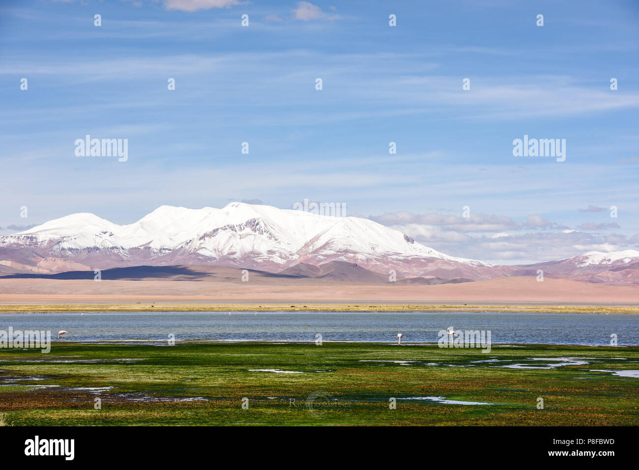 Flamingos standing at the edge of a lake, Paso de Jama, San Pedro de Atacama, Antofagasta, Chile Stock Photo