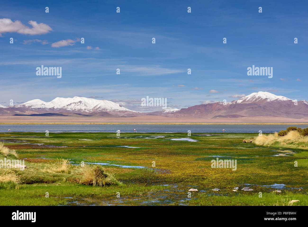 Tara Salt Flats, San Pedro de Atacama, Antofagasta, Chile Stock Photo