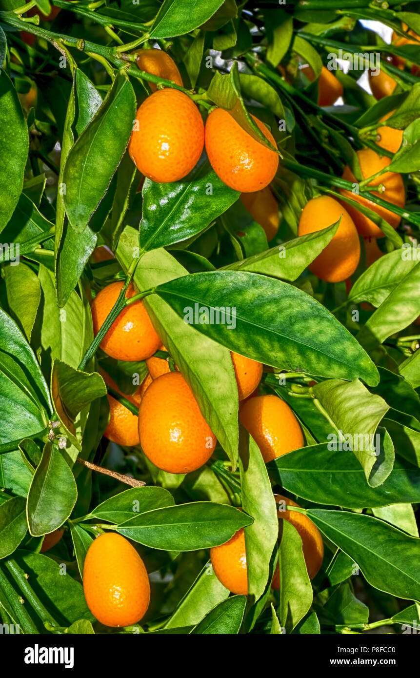 Kumquats growing on a tree Stock Photo Alamy