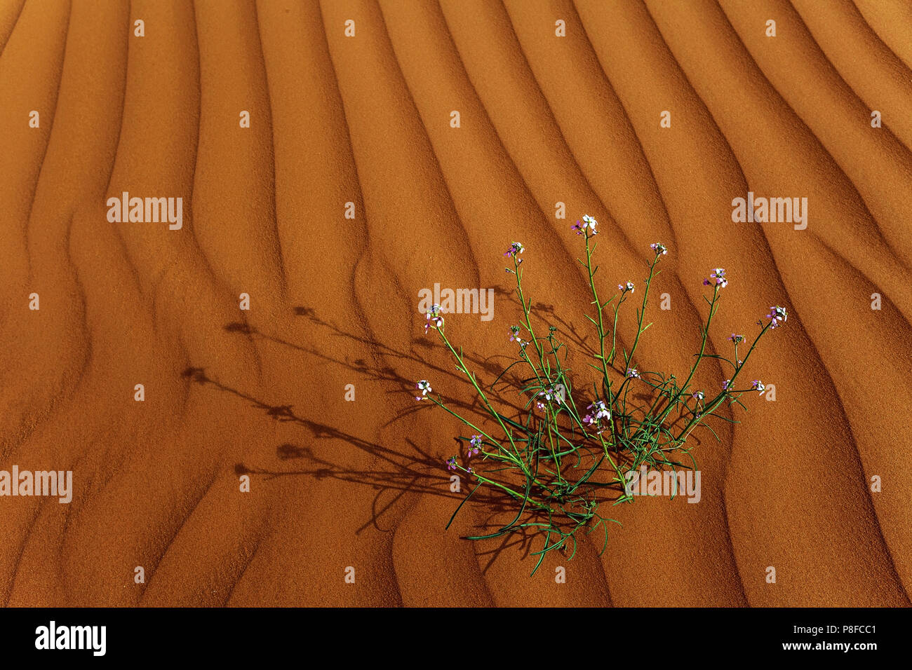 Saudi Arabia Aerial Stock Photos & Saudi Arabia Aerial Stock Images Alamy