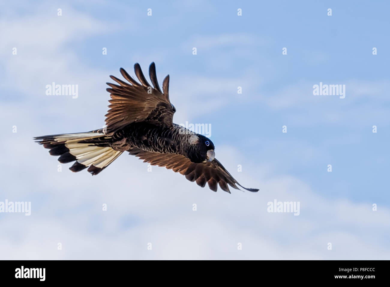 Black cockatoo in flight hires stock photography and images Alamy