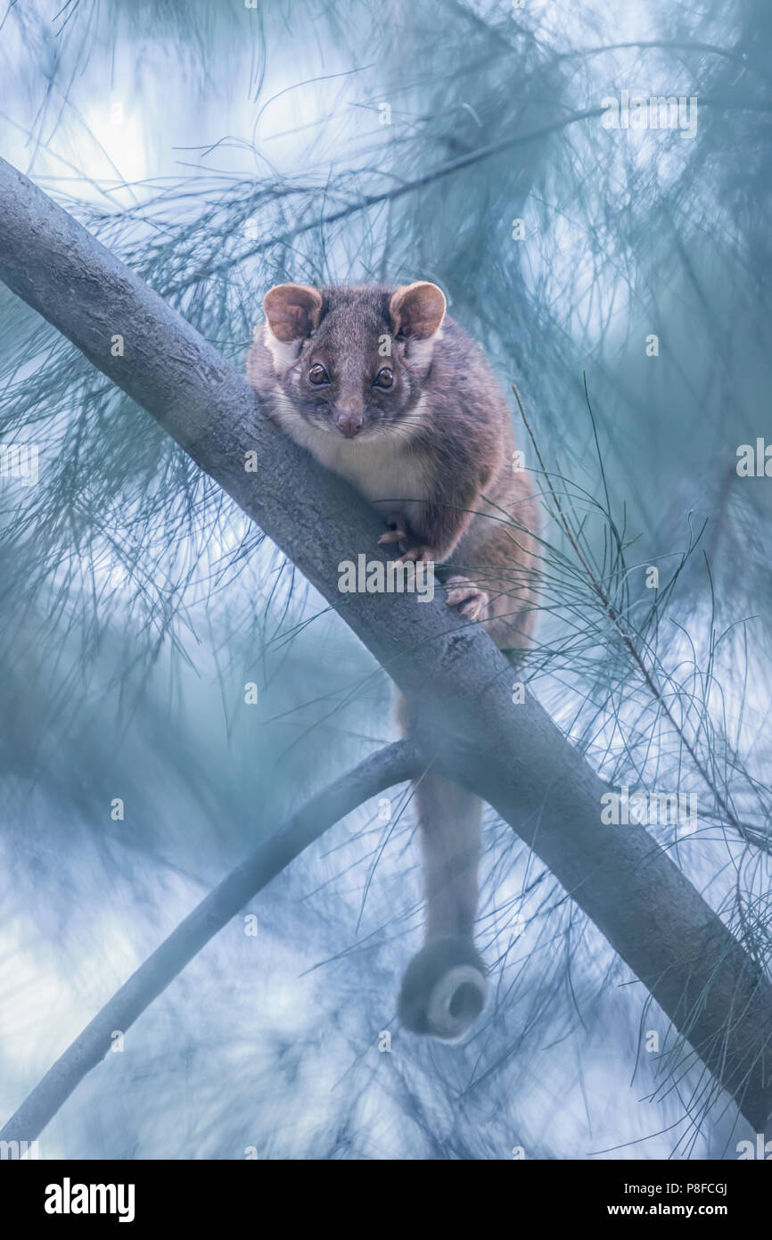 Common ringtail possum (Pseudocheirus peregrinus) on sheoak branch, Australia Stock Photo