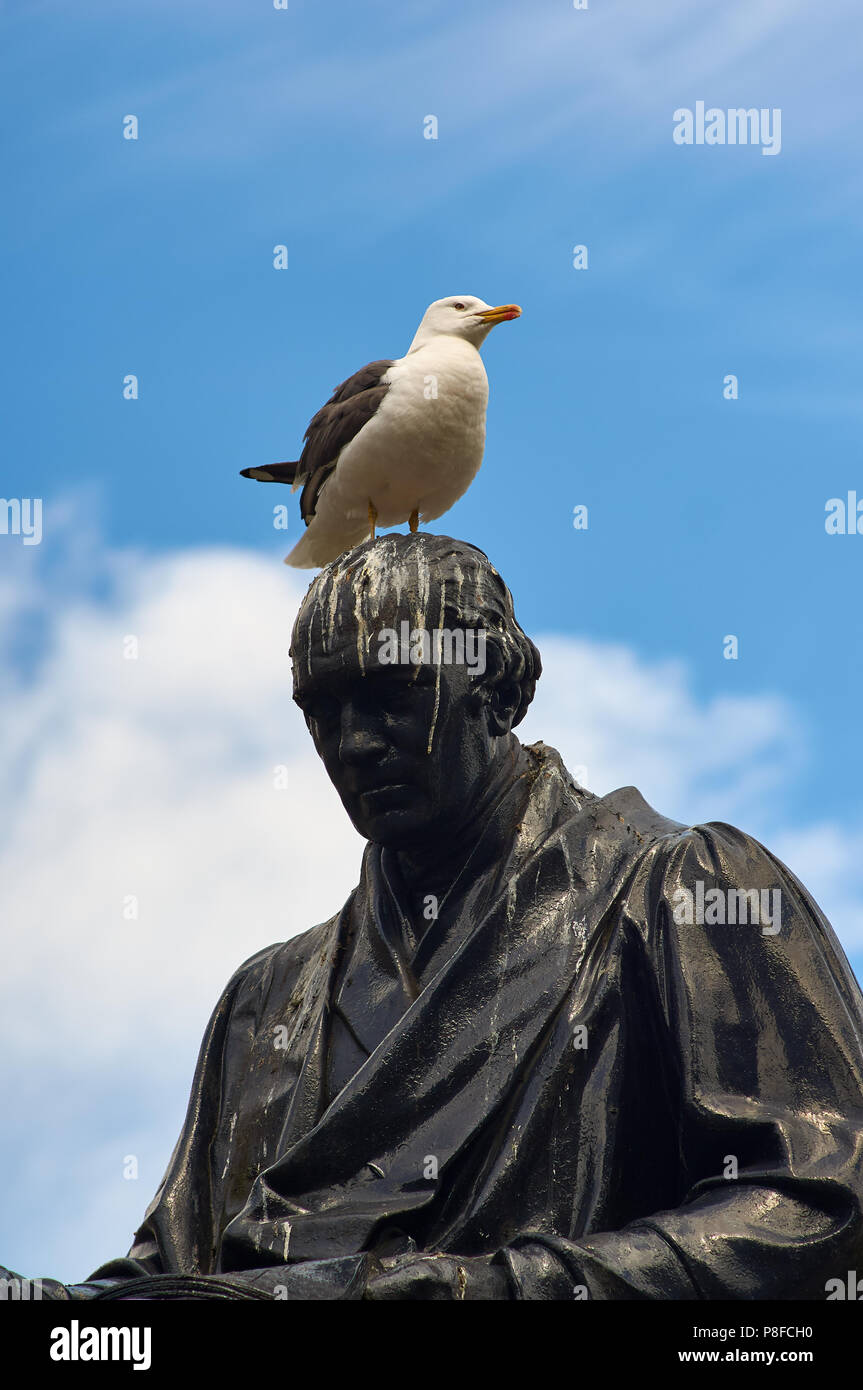 Common gull (Larus canus) commonly called seagull, leaving droppings on