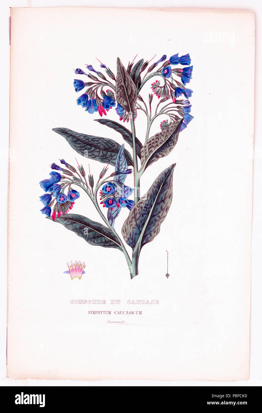 Consoude du caucase, symphytum caucasicum ca 1850-1900 Stock Photo