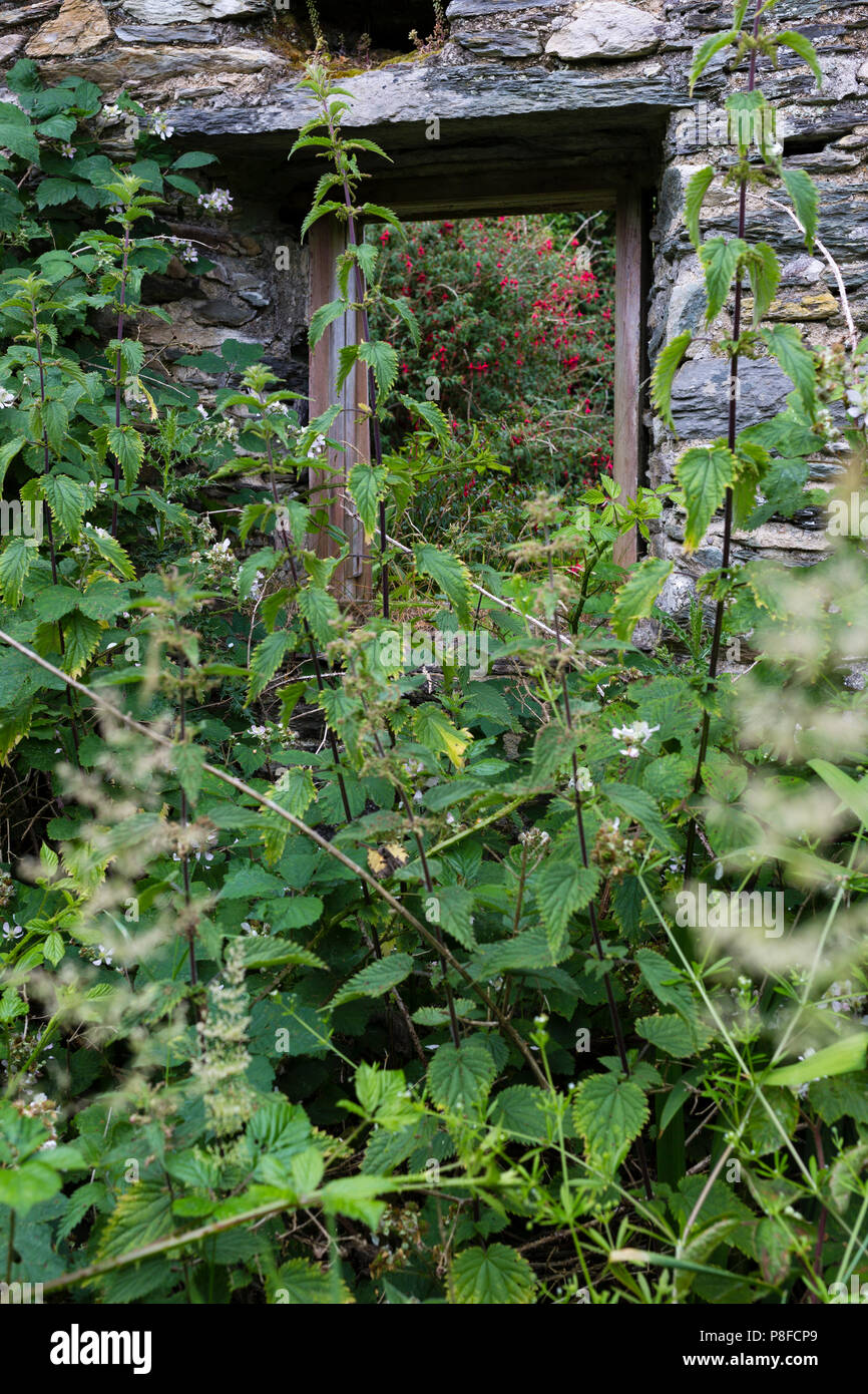 Overgrown nettles by an old ruined Irish cottage, Valentia Island County Kerry, Ireland Stock Photo