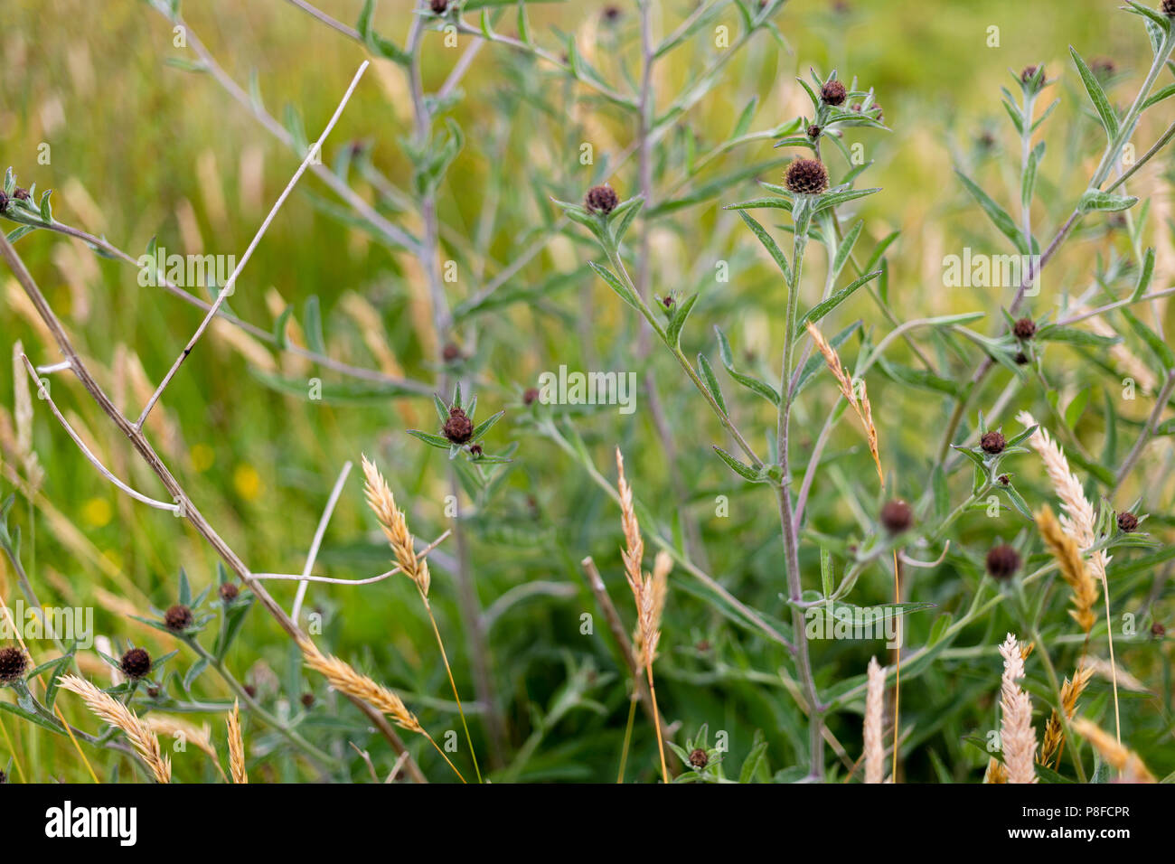 Knapweed buds, growing wild, County Kerry Ireland Stock Photo