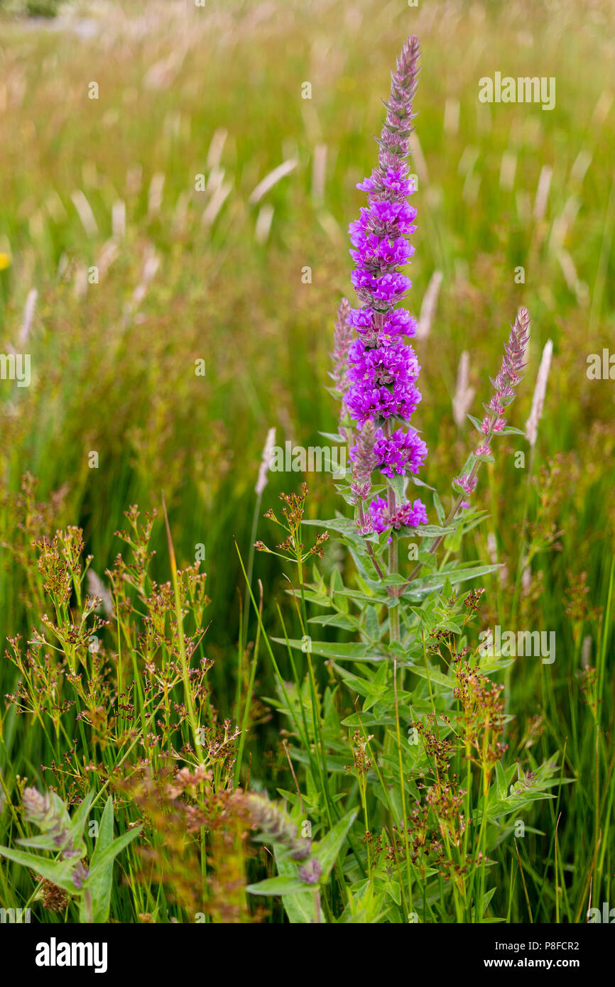 Purple Loosestrife, Lythrum Salicaria flowers growing wild on Valentia Island, County Kerry, Ireland Stock Photo