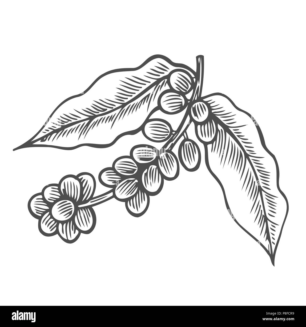 Coffee branch, plant with leaf, berry, fruit and seed. Natural caffeine