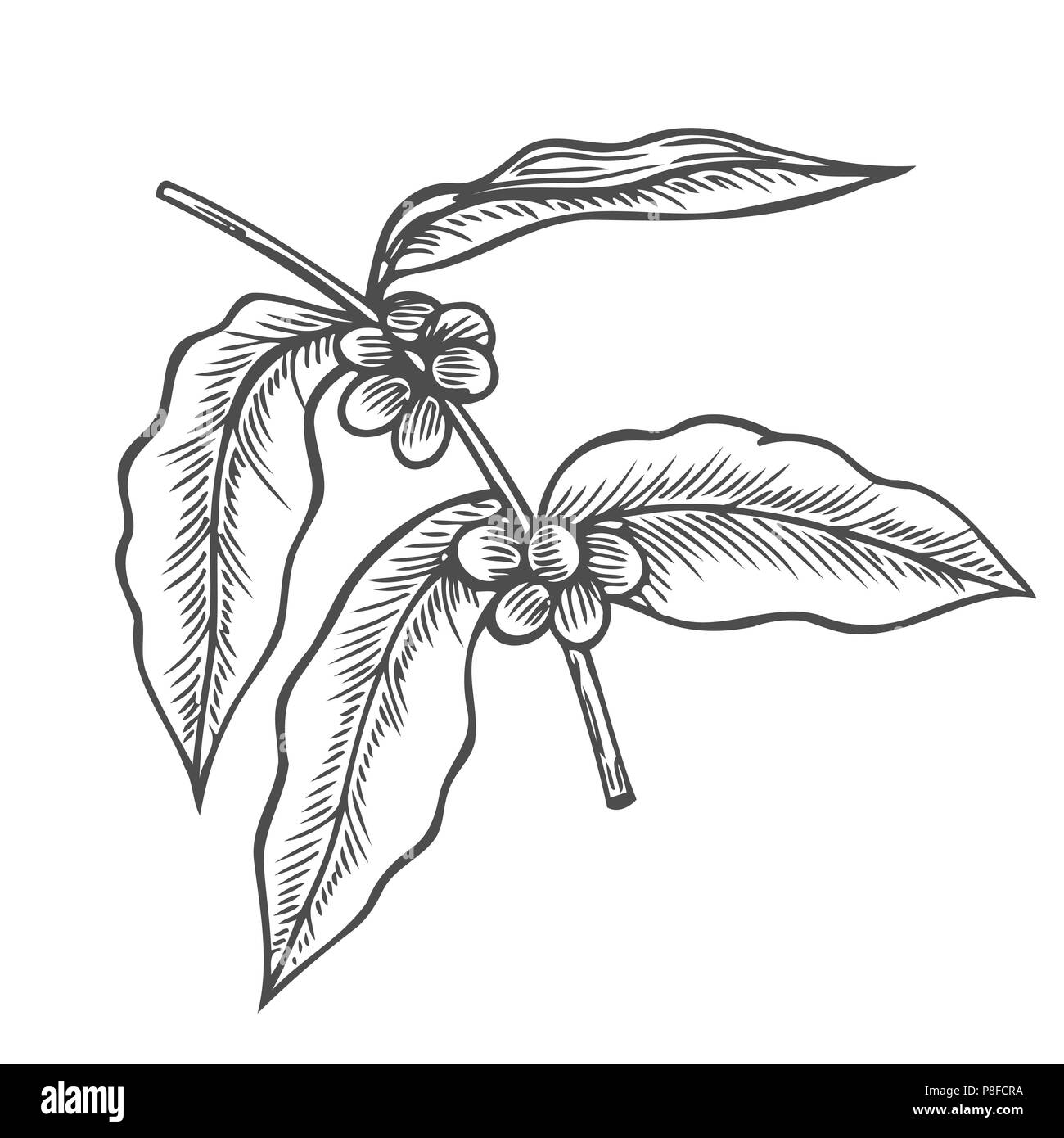 Coffee branch, plant with leaf, berry, fruit and seed. Natural caffeine