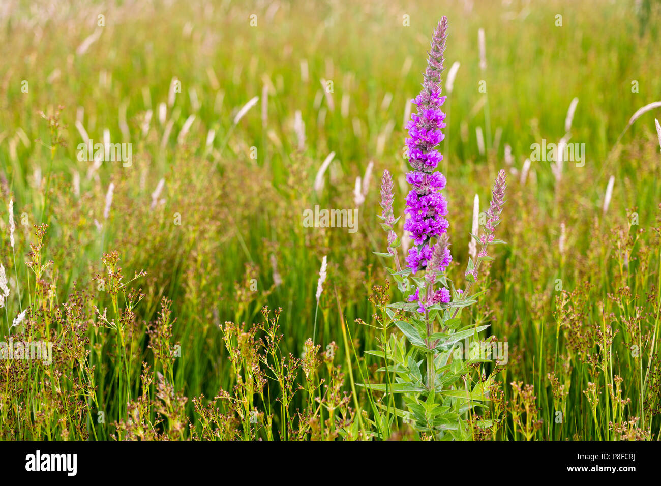 Irish wild flowers hires stock photography and images Alamy
