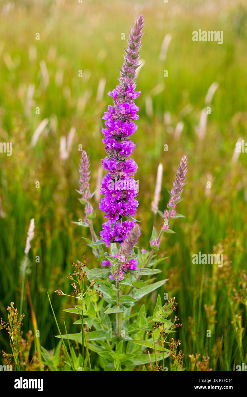 Purple Loosestrife, Lythrum Salicaria flowers growing wild on Valentia