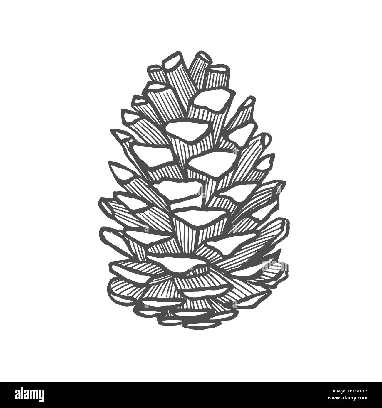 Hand drawn pine cone. Vintage vector illustration Stock Vector Image