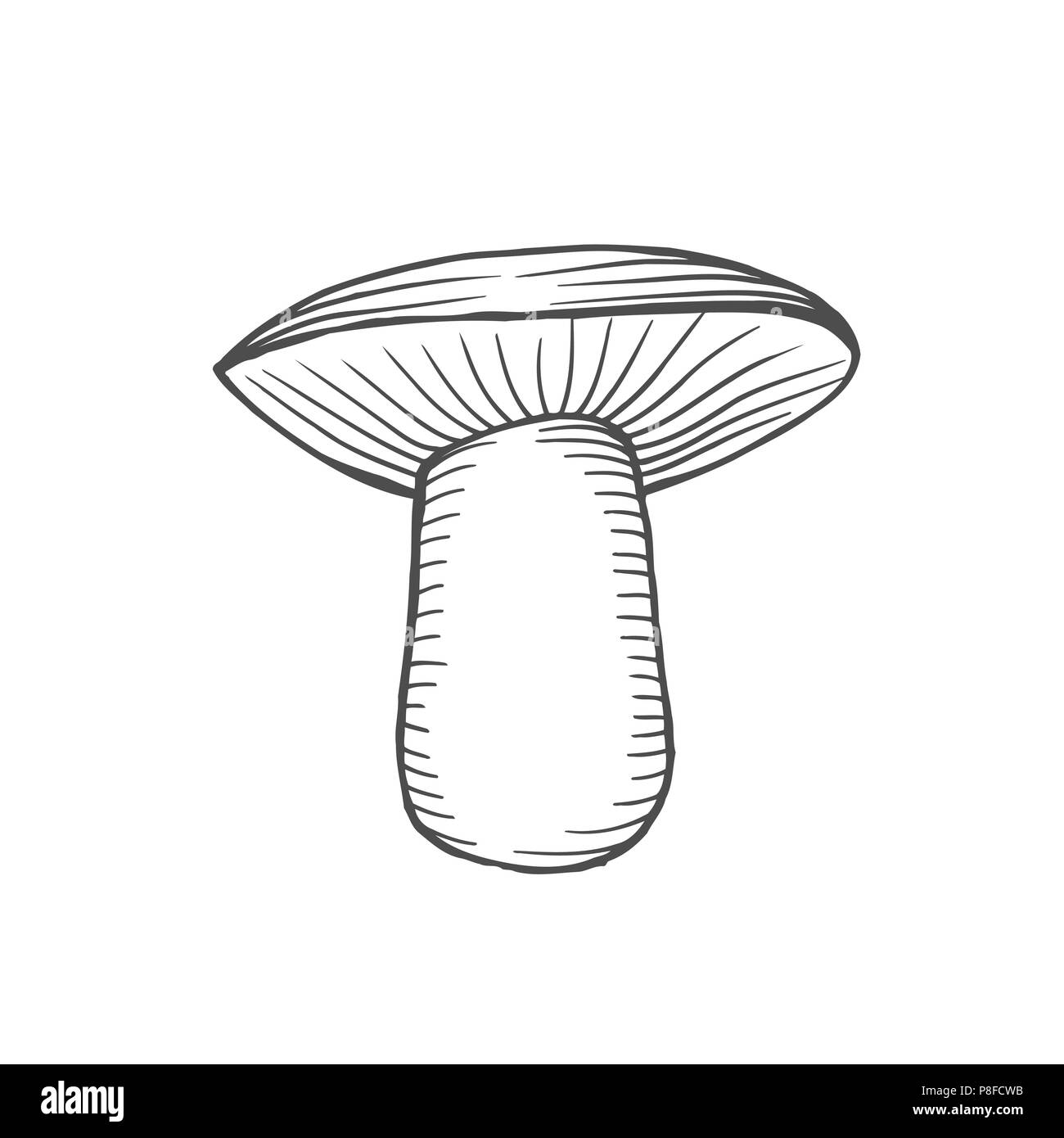 white fungus, engraving Hand drawn illustration Stock Vector