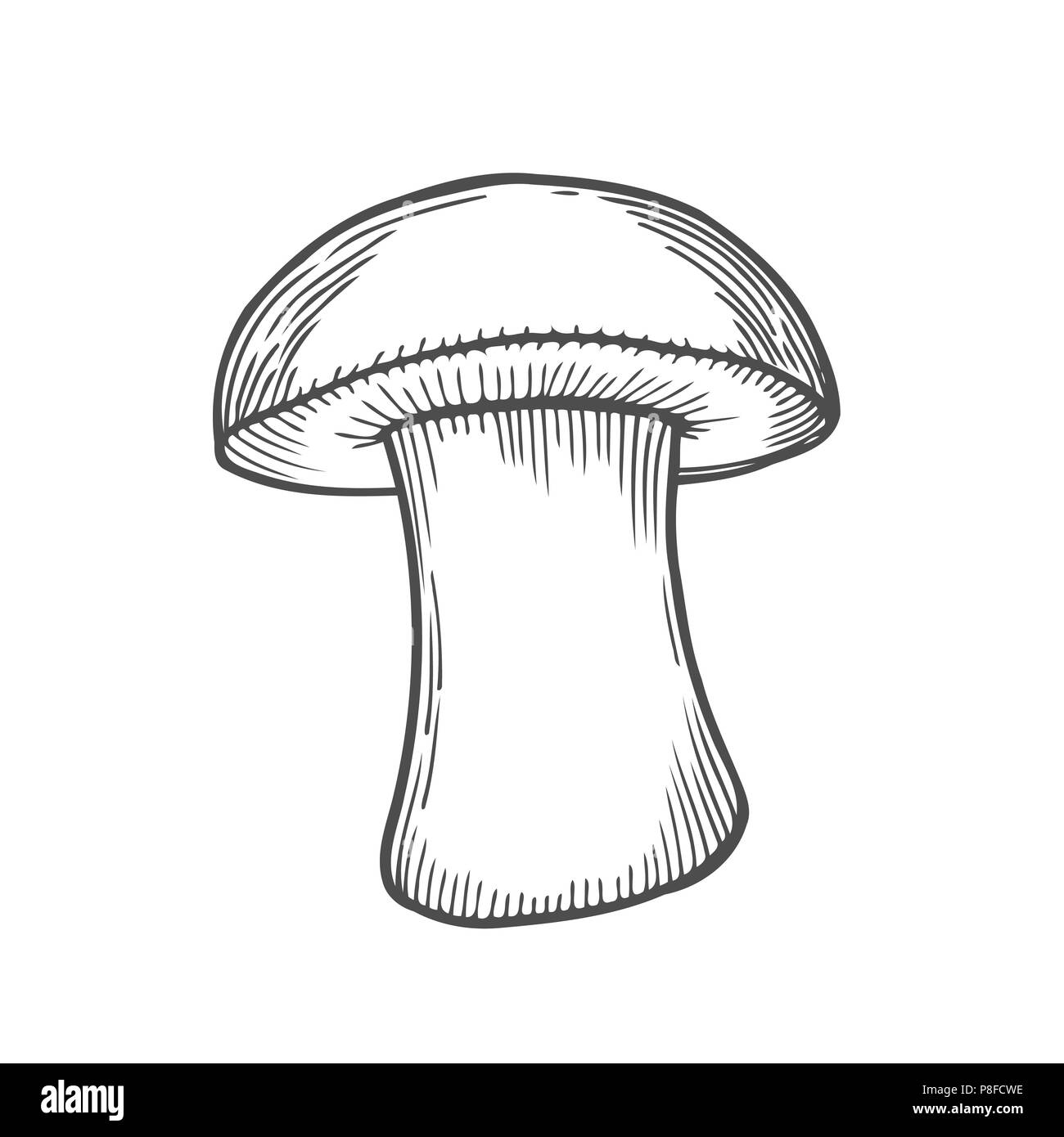 white fungus, engraving Hand drawn illustration Stock Vector