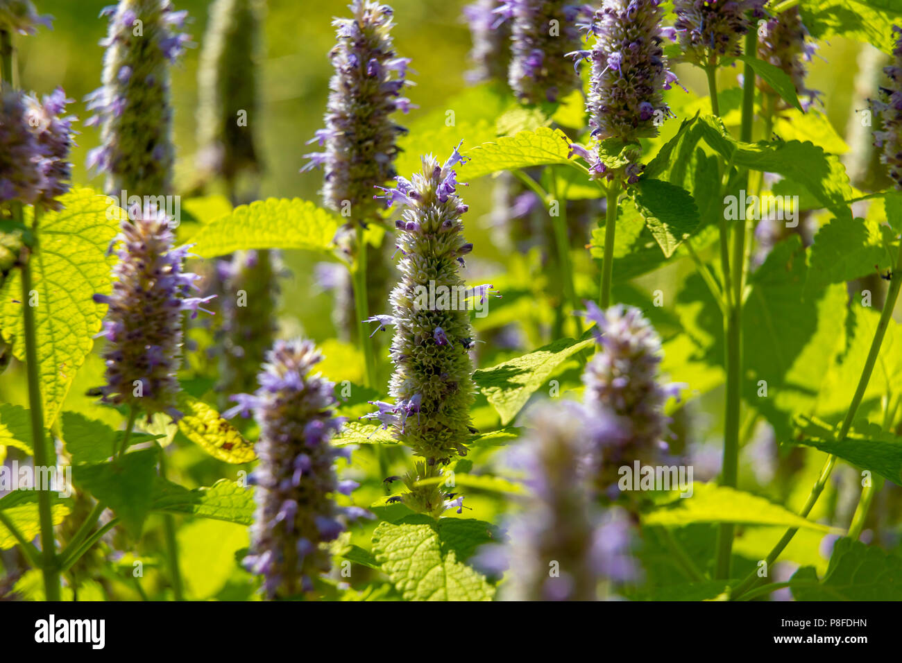 Yellow giant hyssop hires stock photography and images Alamy