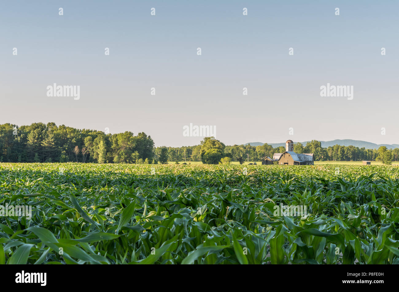 Corn field at a Small farm in the north country NY Stock Photo