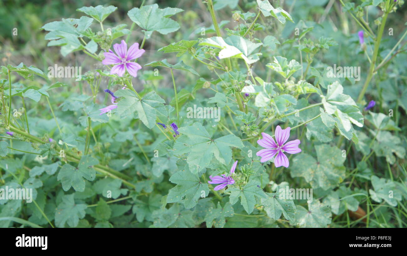 Flowerbed pink and mauve (large purple) Stock Photo