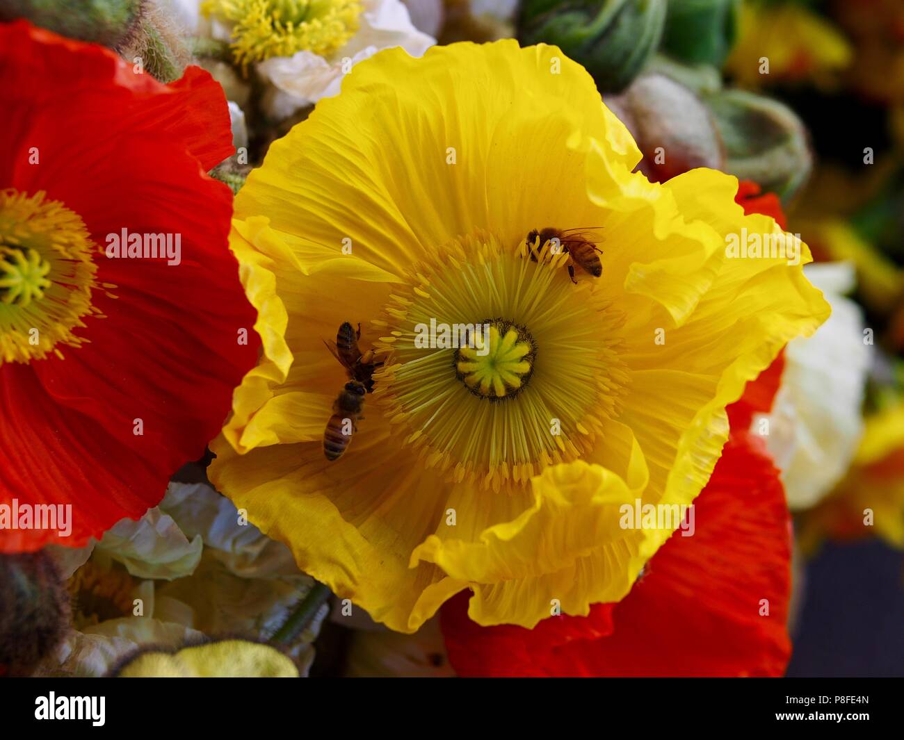 Poppies with insects hi-res stock photography and images - Alamy