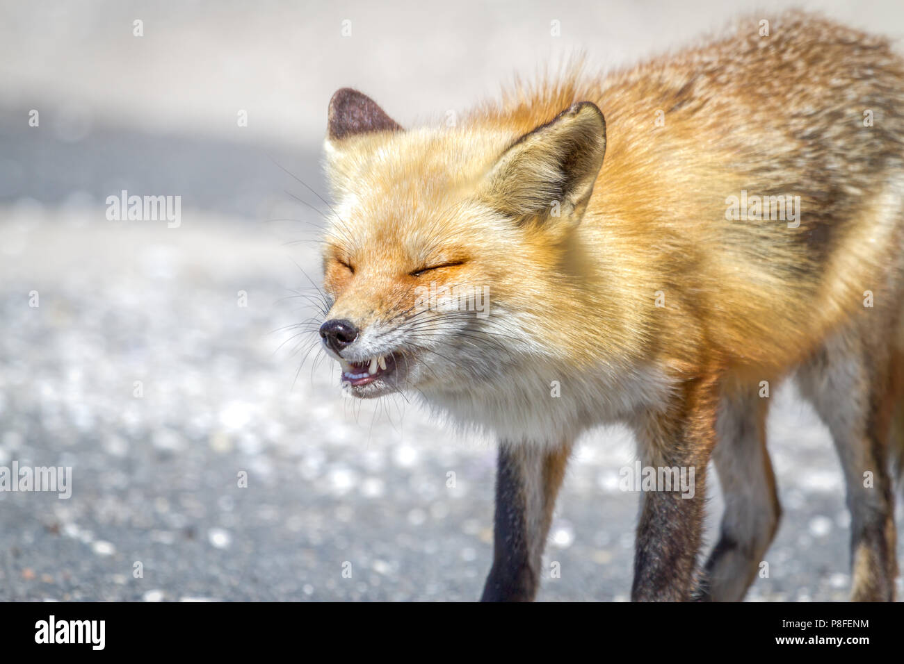 Red Fox woodland animal with Grimacing or laughing expression Stock Photo