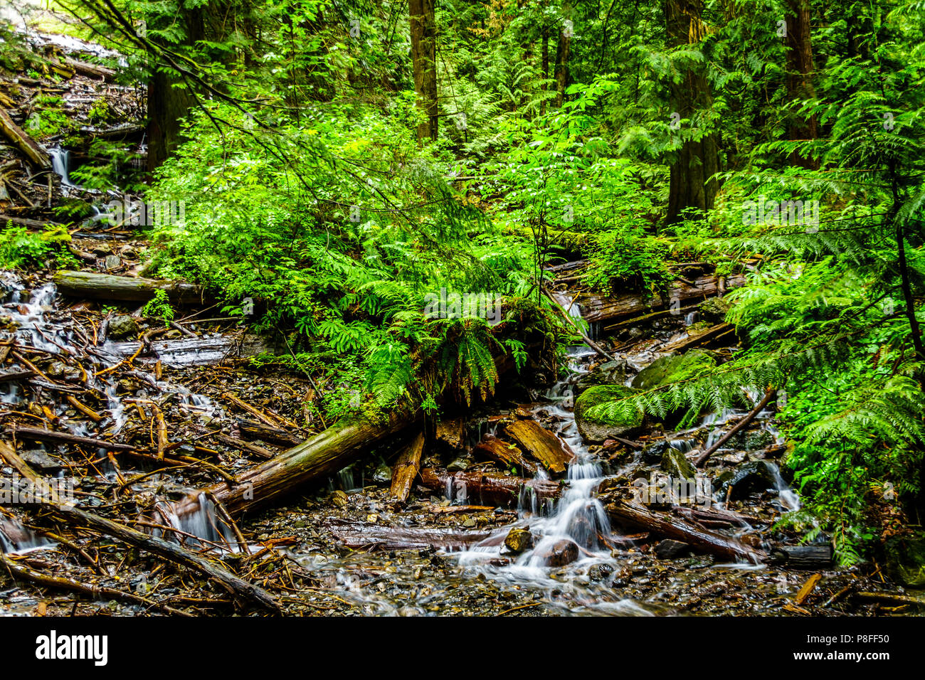 A creek in Bridal Veil Falls Provincial Park between the towns of Chilliwack and Hope in British Columbia, Canada Stock Photo