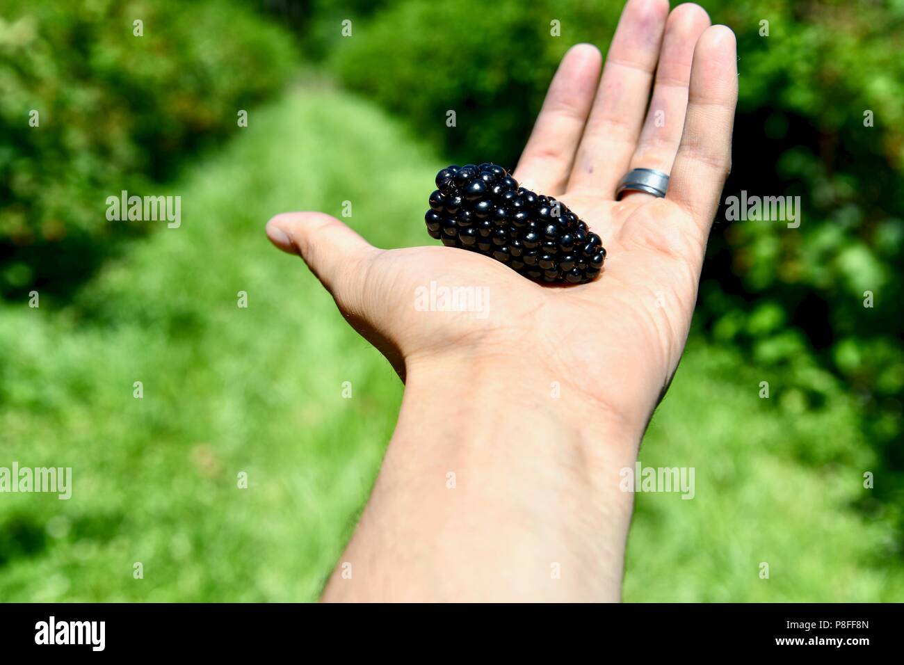 Farmer holding ripe blackberry in hand Stock Photo