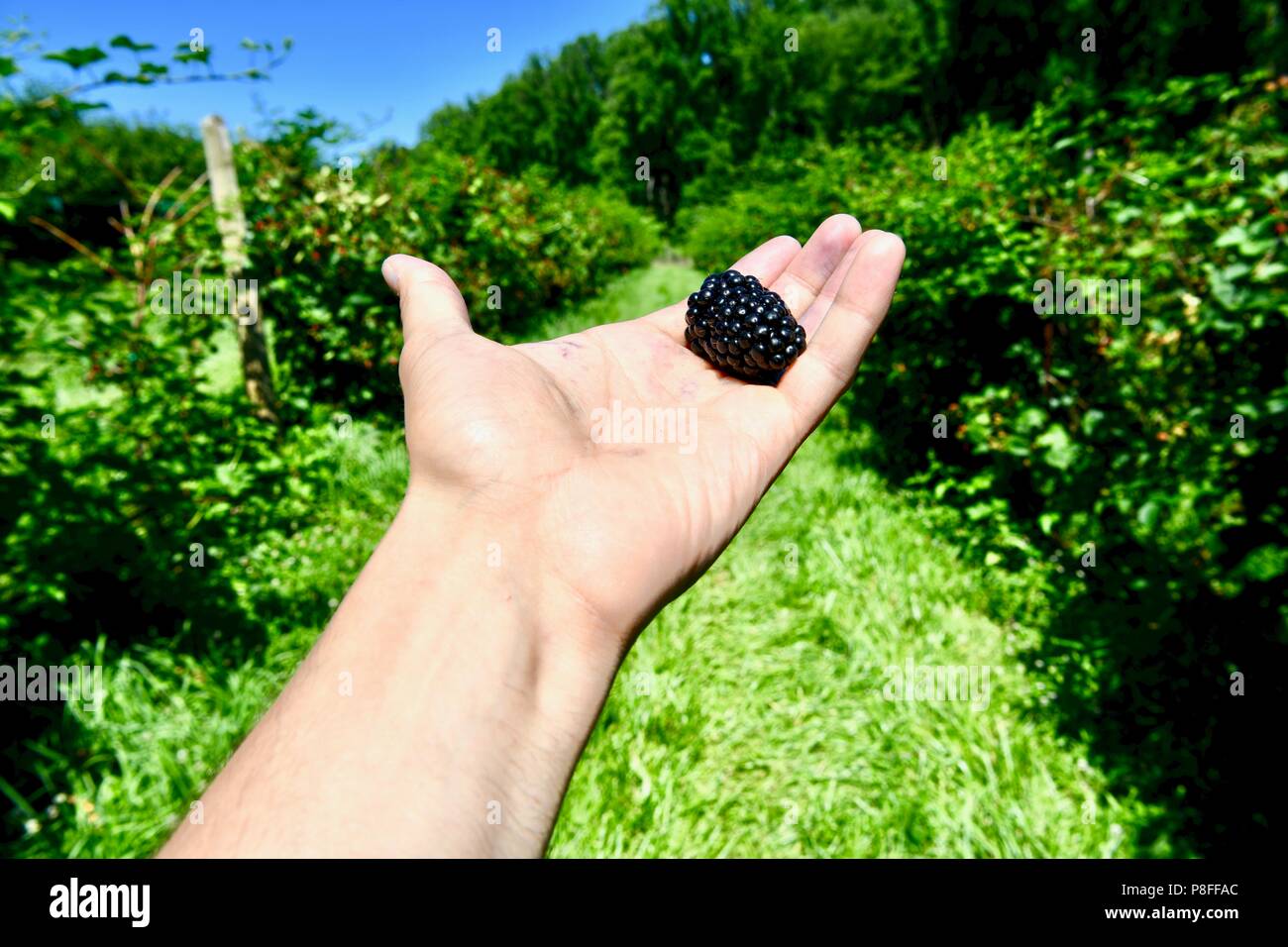 Farmer holding ripe blackberry in hand Stock Photo