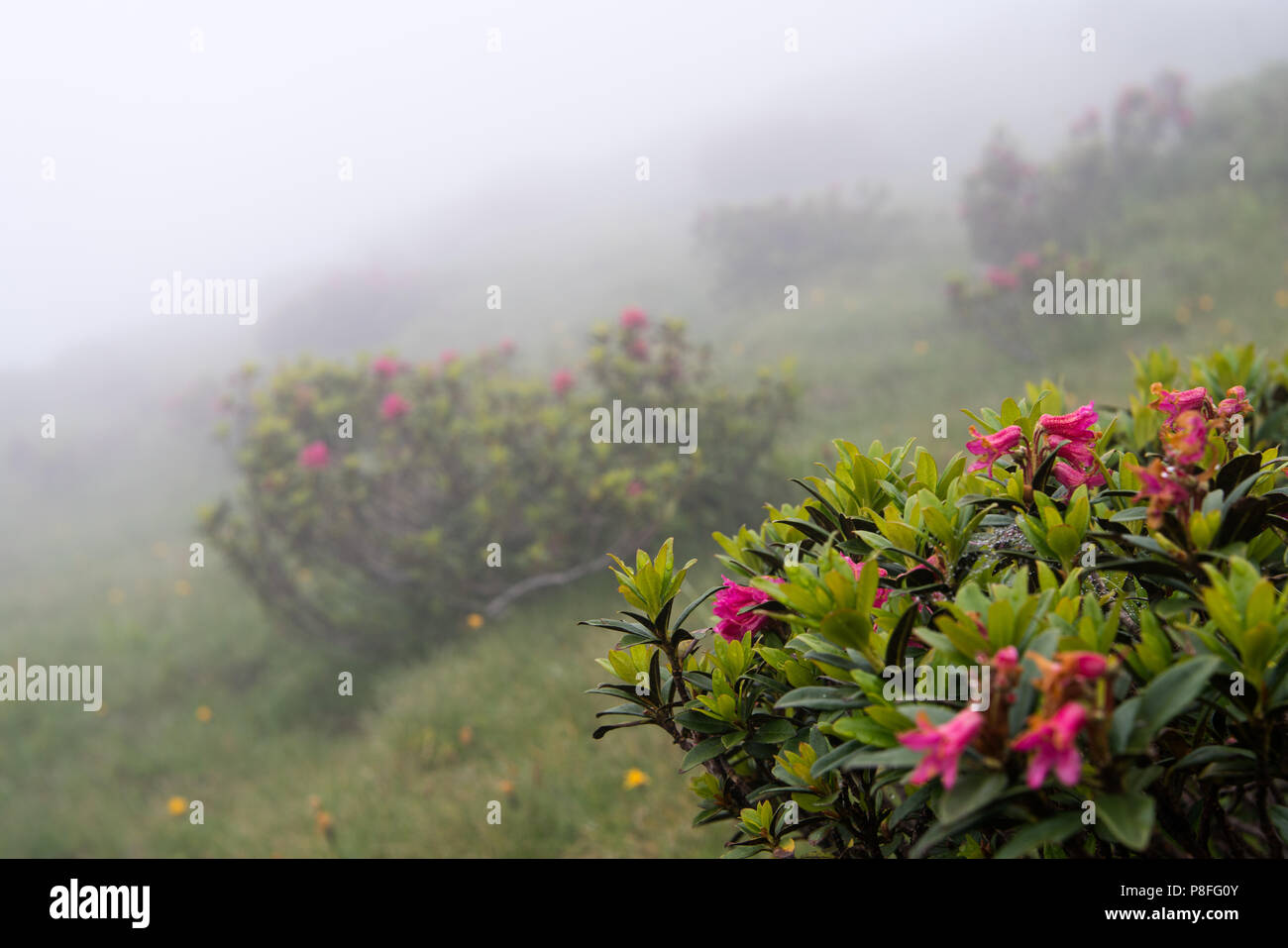 tree rhododendron in a foggy mountain landscape Stock Photo