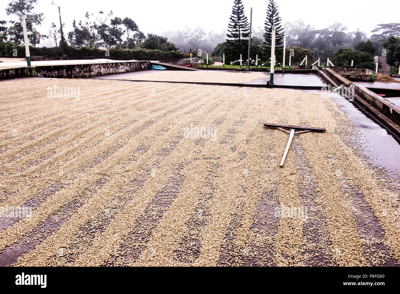 Doka Coffee Plantation, largest in Costa Rica. Beans are spread out to ...