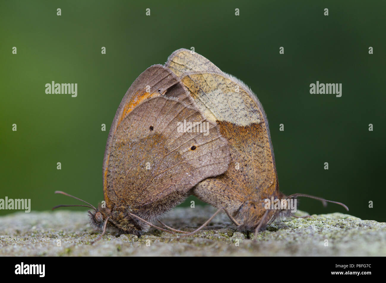Mating pair of Meadow brown, Maniola jurtina, UK, Europe Stock Photo