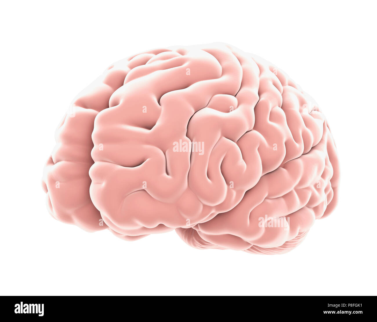 Brainstem anatomy High Resolution Stock Photography and Images - Alamy