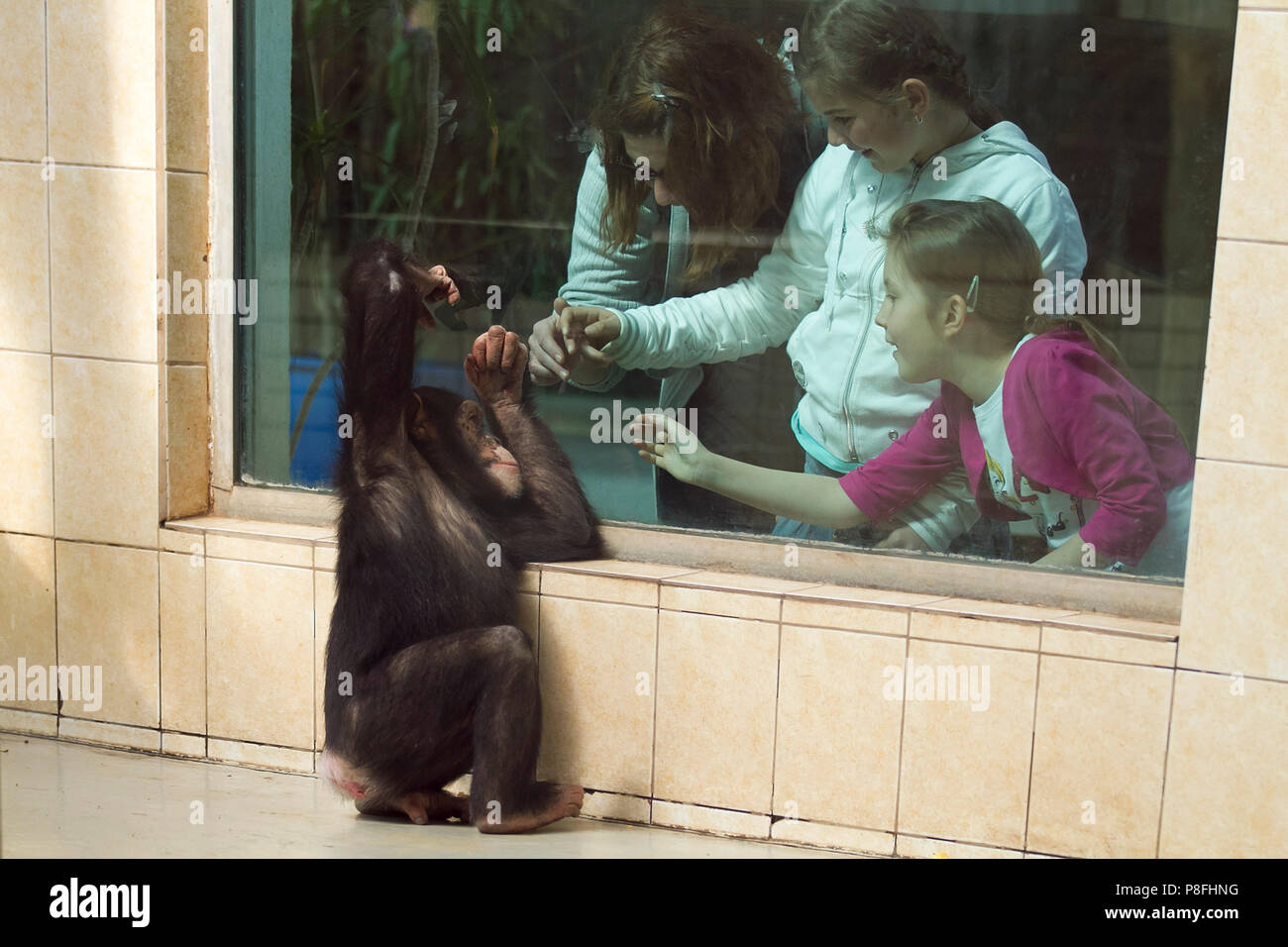 Chimp interacting with people chimpanzee interacting with people in the zoo Stock Photo