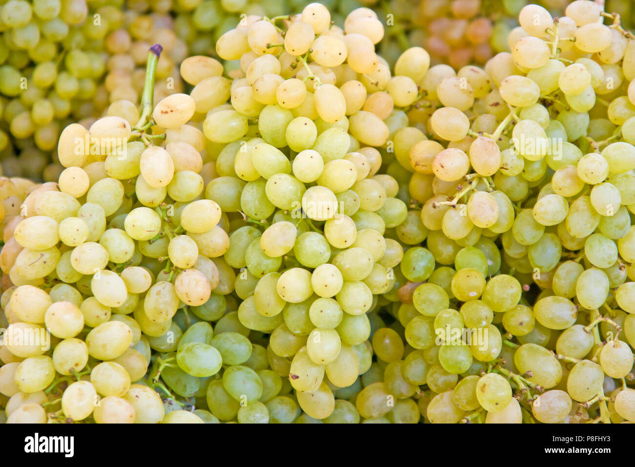 White wine grapes Stock Photo Alamy