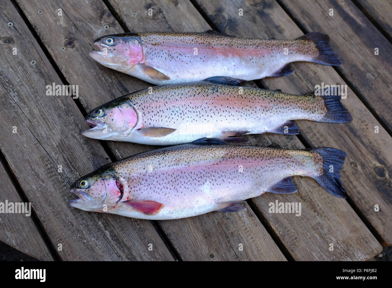 Freshly caught Rainbow Trout North Wales Stock Photo Alamy