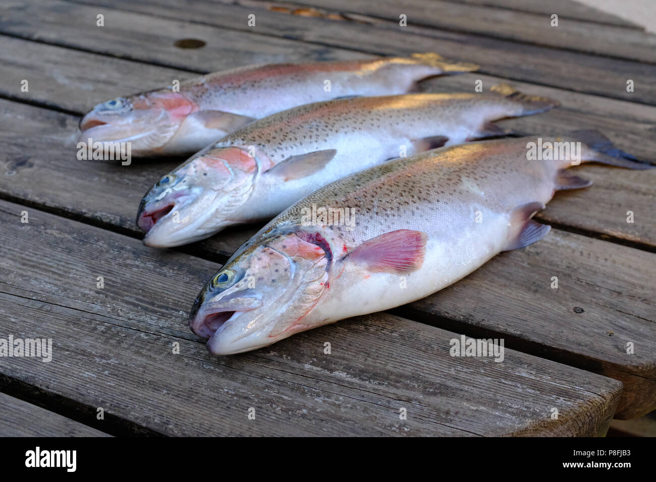 Freshly caught Rainbow Trout North Wales Stock Photo Alamy