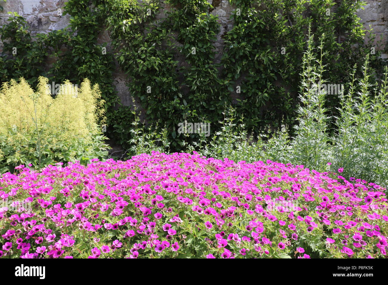 Colourful flowers growing outside in summer Stock Photo Alamy