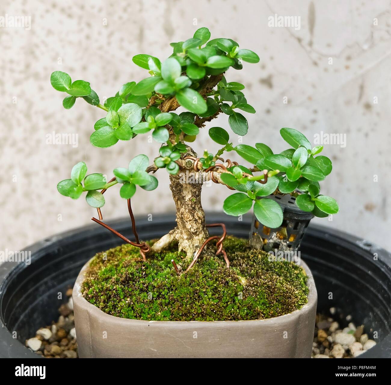 Houseplant, Beautiful Fresh Bonsai Tree in A Flowerpot for Garden