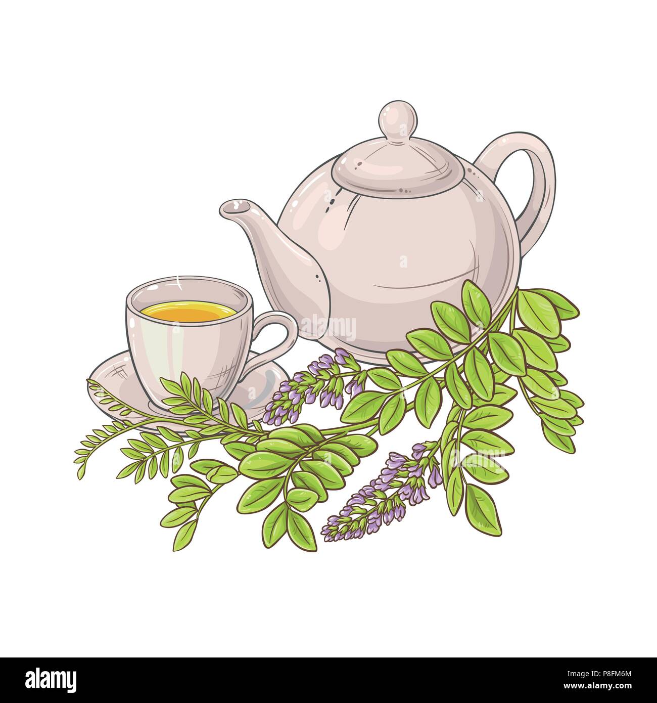 licorice herbal tea illustration on white background Stock Vector