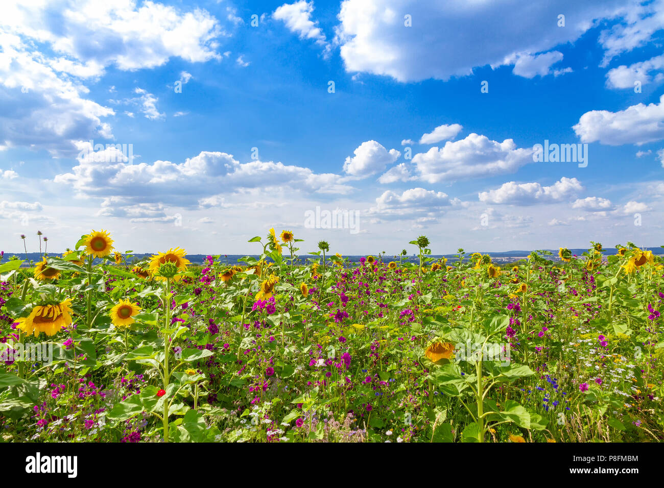 Flower field in summer Stock Photo