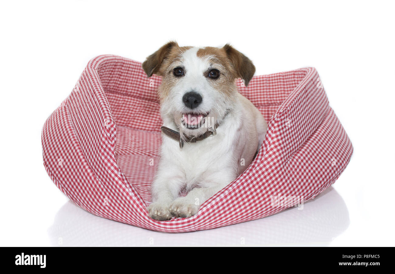 CUTE JACK RUSSELL DOG ON RED AND WHITE CHECKERED DOG BED ISOLATED ON